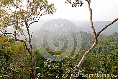 Primeval jungle forest view with fading hills in background Stock Photo