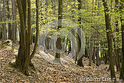 The primeval oak forest Stock Photo