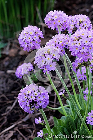 Primrose blooms in the garden, Primula Denticulata. Blue and purple Stock Photo