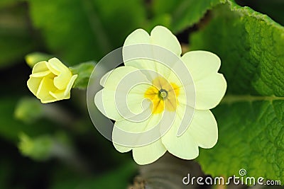 Primrose flower and bud (primula vulgaris) Stock Photo