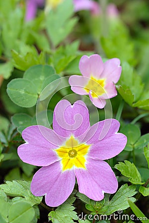 Primrose flower (primula vulgaris sibthorpii) Stock Photo