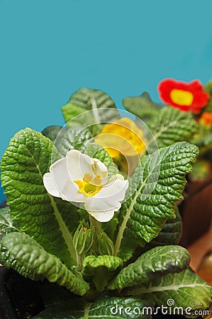 Primrose flowers Stock Photo