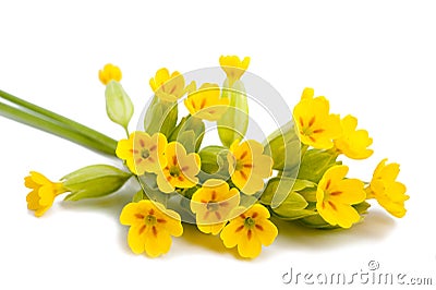 Primrose flowers Stock Photo