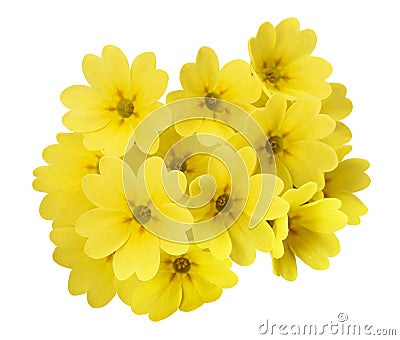 Yellow Primrose flowers Stock Photo