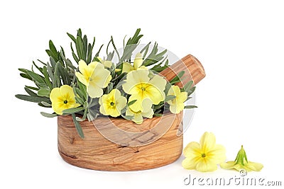 Primrose Flowers and Lavender Herb Leaves Stock Photo