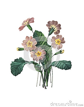 Primrose Redoute Flower Illustration Cartoon Illustration