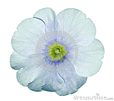 Primrose turquoise-blue-green. Flower on isolated white background with clipping path without shadows. Close-up. For design. Stock Photo