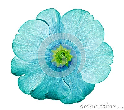 Primrose turquoise. Flower on isolated white background with clipping path without shadows. Close-up. For design. Stock Photo