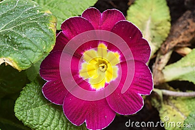 Primroses bloom in the first warm days of spring 030 Stock Photo