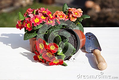 Primroses and hand shovel Stock Photo