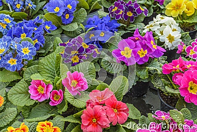 Primula, colorful spring flowers Stock Photo