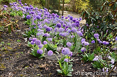 Primula denticulata - Drumstick Primula, Hilliers Gardens, Romsey, Hampshire, England, UK Stock Photo