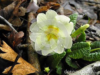 Primula denticulata Stock Photo