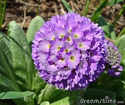 Primula denticulata Primrose Stock Photo