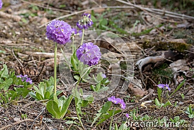 Primula denticulata Stock Photo