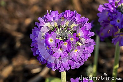 Primula denticulata Stock Photo