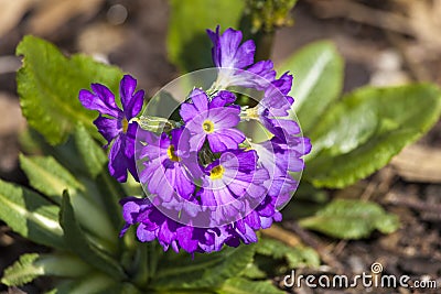 Primula denticulata Stock Photo