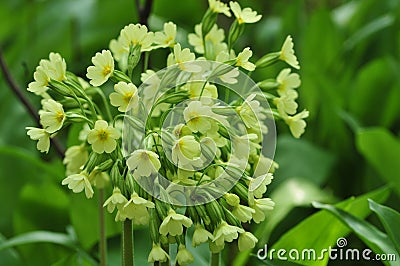 Primula elatior Stock Photo