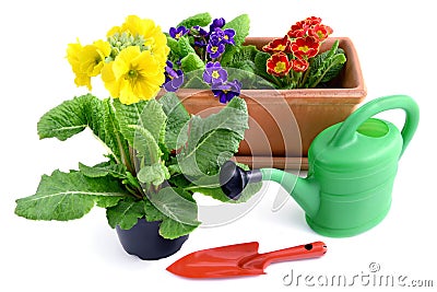 Primula flowerpot with garden tools like can and shovel on white Stock Photo