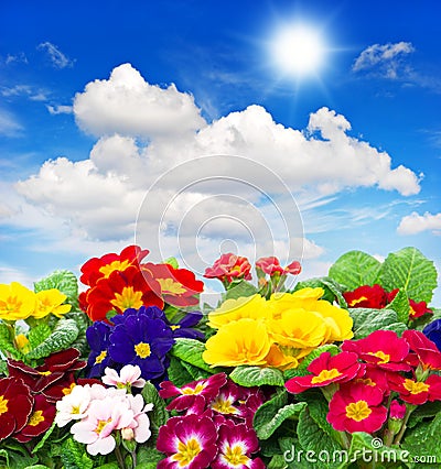 Primula flowers on blue sky background Stock Photo