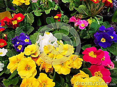 Primula flowers colorful in pots Stock Photo