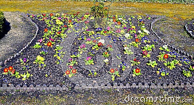 Primula mixed colour flower bed Stock Photo