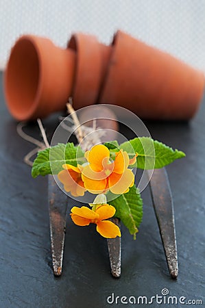 Primula with old garden fork and clay pots. Stock Photo