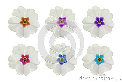 Primula, primrose flower on white. Set of 6 white flowers with different center color. To design with flowers for packaging, cards Vector Illustration
