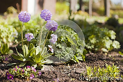 primula rounded violet flower. Garden Flowers Multicolor Primrose Vulgaris blossom. Vivid flowerscape Stock Photo