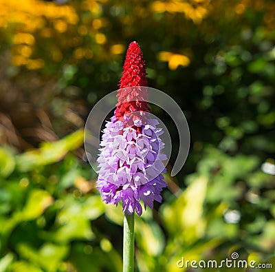 Close up Orchid Primrose Bokeh Background Stock Photo