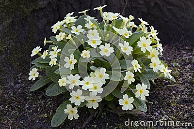 Primula vulgaris, common primrose blooming outdoors in the garden Stock Photo