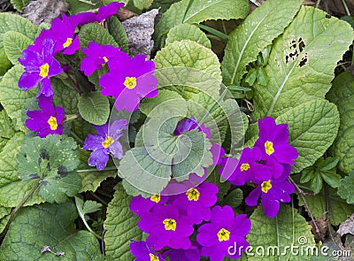 Primula vulgaris Stock Photo