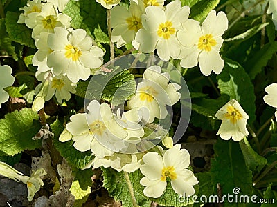 Primula vulgaris, the common primrose Stock Photo