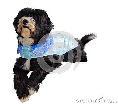 Prince Charming dog Stock Photo