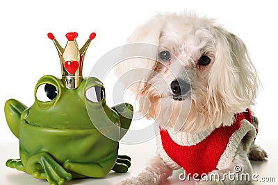 Prince charming Pup Stock Photo