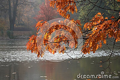 Autumn leaves with glistening lake as a background Stock Photo