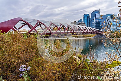 Princes Island Park Peace bridge. Autumn foliage scenery in downtown Calgary Bow river bank Editorial Stock Photo