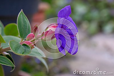 Princess-flower, Tibouchina urvilleana close-up flower side view Stock Photo