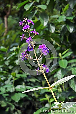 Princess flowers, Tibouchina multiflora, on garden, Rio Stock Photo