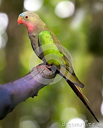 Princess parakeet Stock Photo