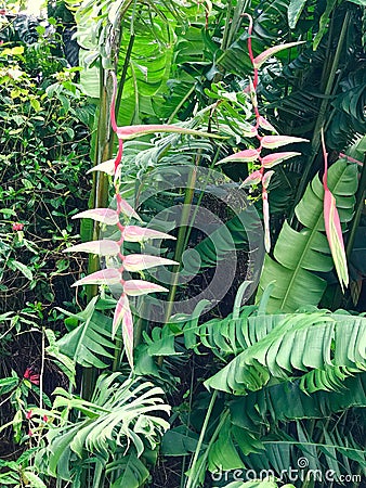 Heliconia Chartacea, Princeville Botanical Gardens, Kauai, Hawaii, USA Stock Photo