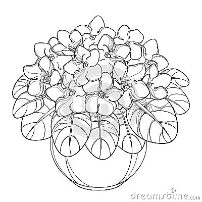 Vector bouquet with outline Saintpaulia or African violet flower in round pot. Violet flowers and leaf in black isolated on white. Vector Illustration