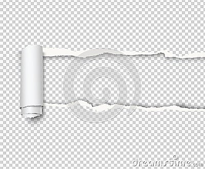 Vector curled torn paper on transparent background. - Vector Illustration