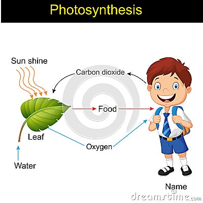 Biology - photosynthesis modeling version 01 Vector Illustration