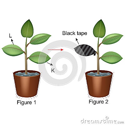 Biology - Photosynthesis and plant experiment 01 Vector Illustration