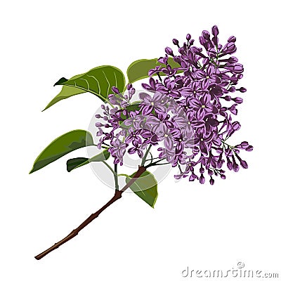 Beautiful decorative natural plants, lilac branch with leaves isolated. Stock Photo