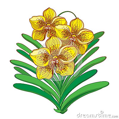 Vector bouquet with outline yellow Vanda orchid flower and green leaf isolated on white background. Epiphyte tropical flower. Vector Illustration