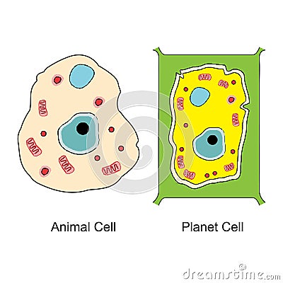 Animal cell and plant cell Stock Photo