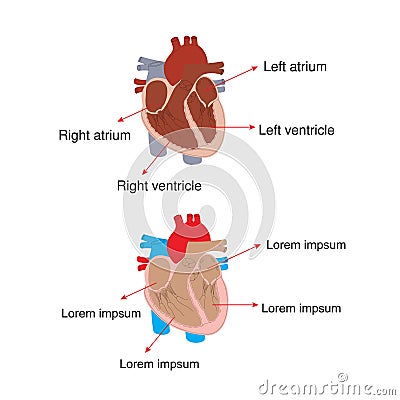 Biology - Structure of the heart Stock Photo