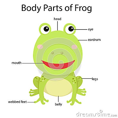 Illustrator of body parts of frog Vector Illustration
